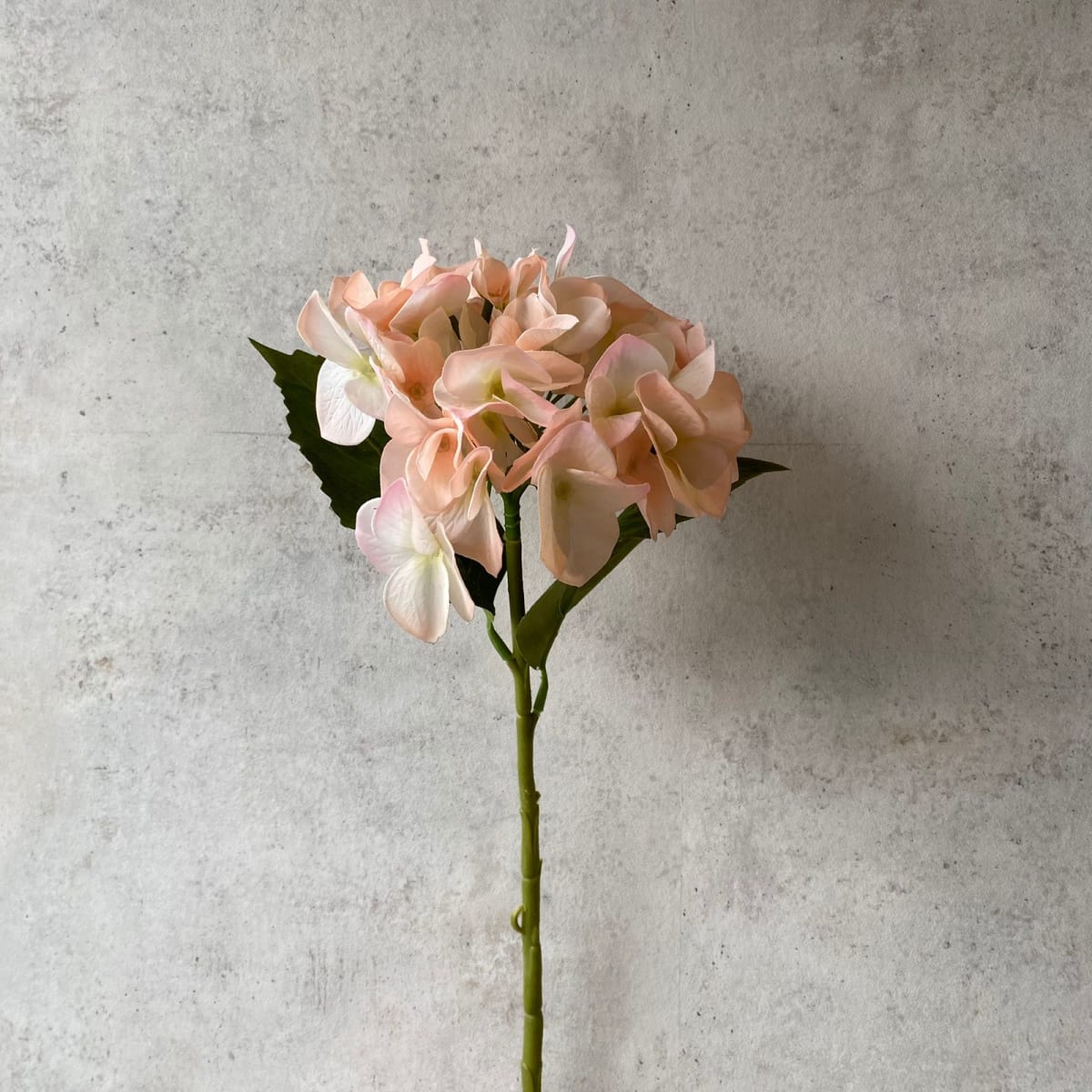 Hortensia Camel S