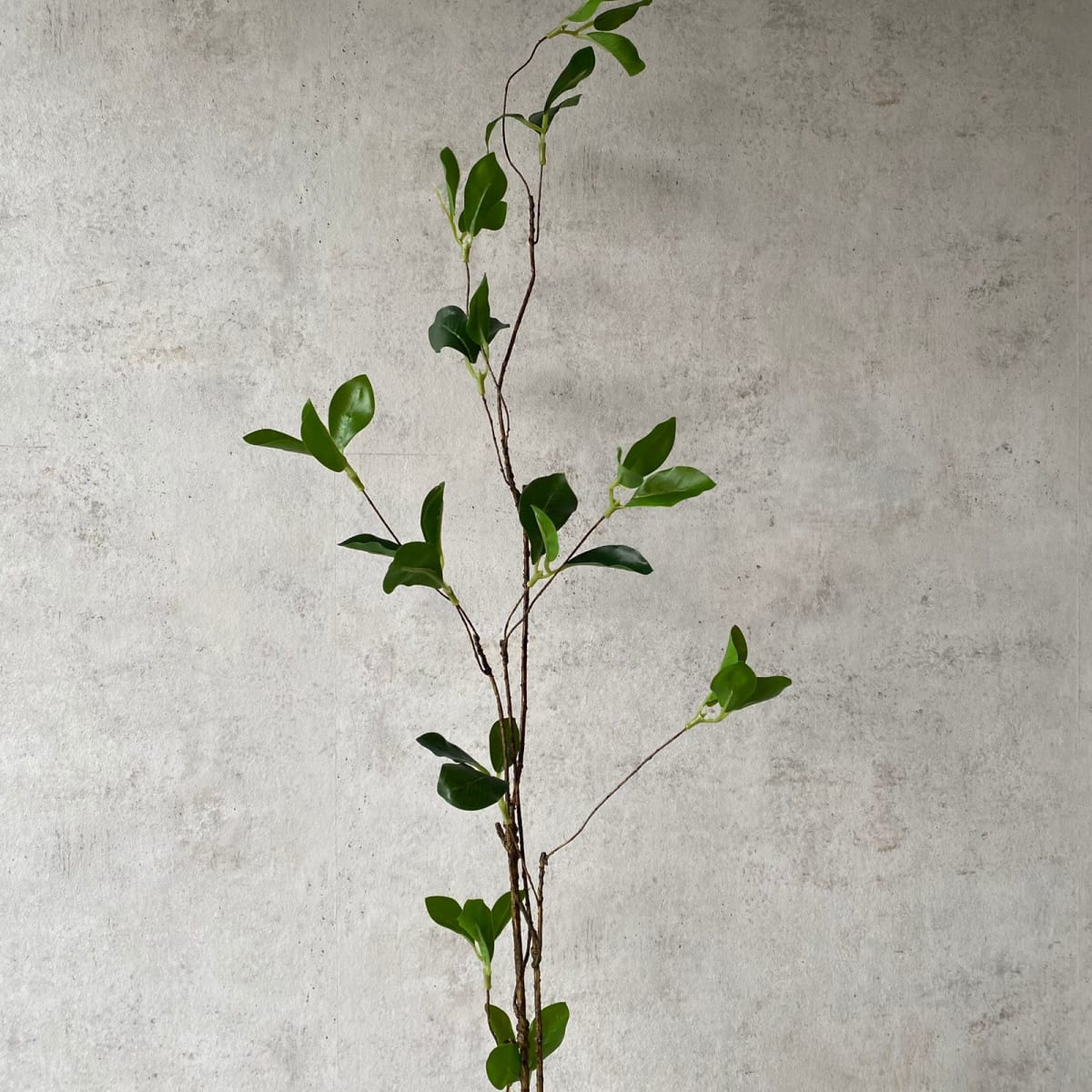 Rama Ficus