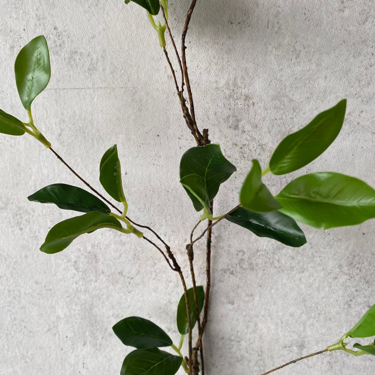 Rama Ficus