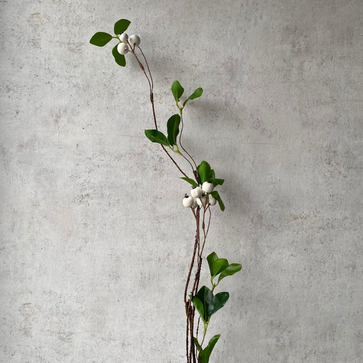 Rama Aronia Blanca