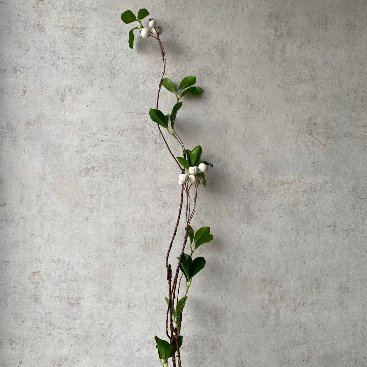 Rama Aronia Blanca