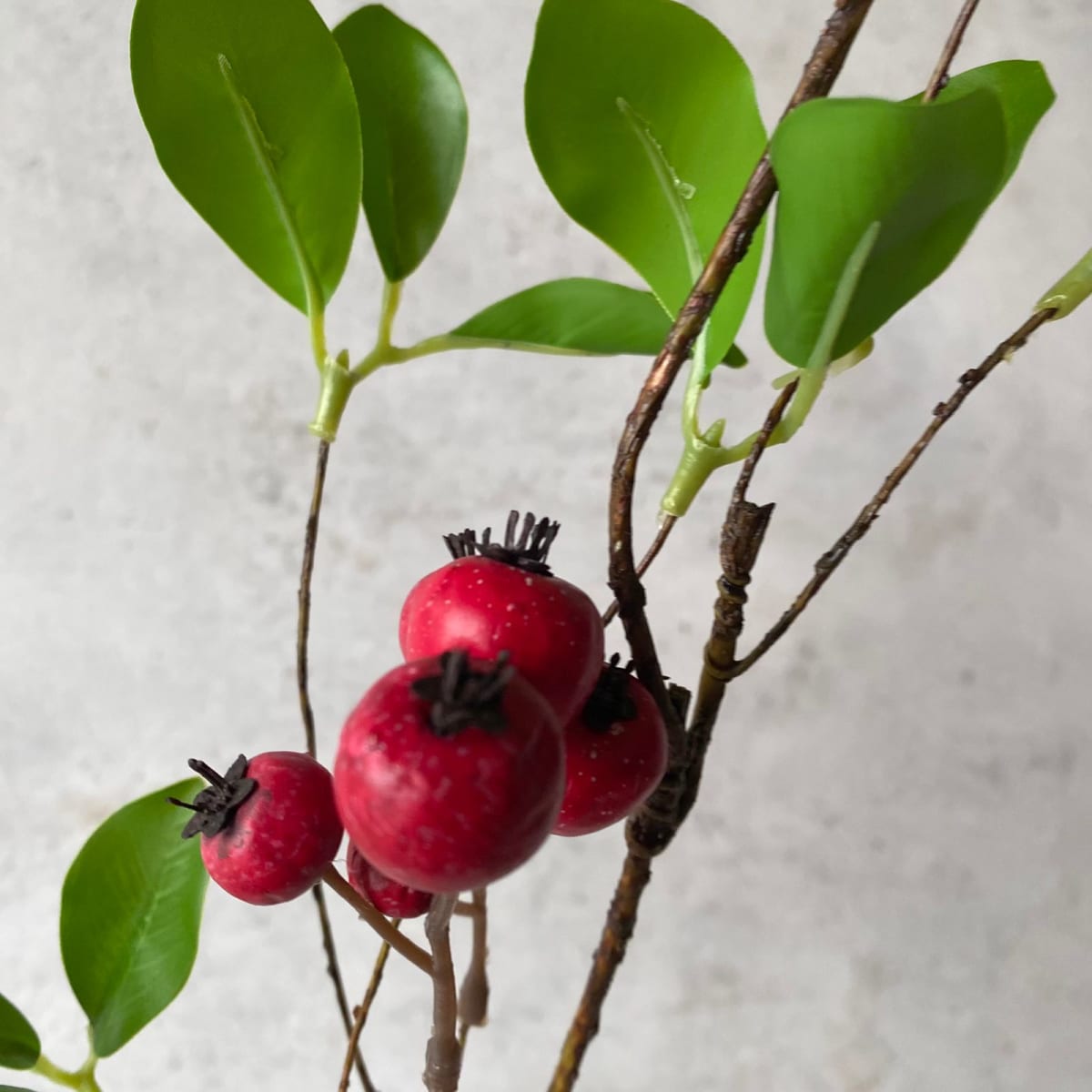 Rama Aronia Roja