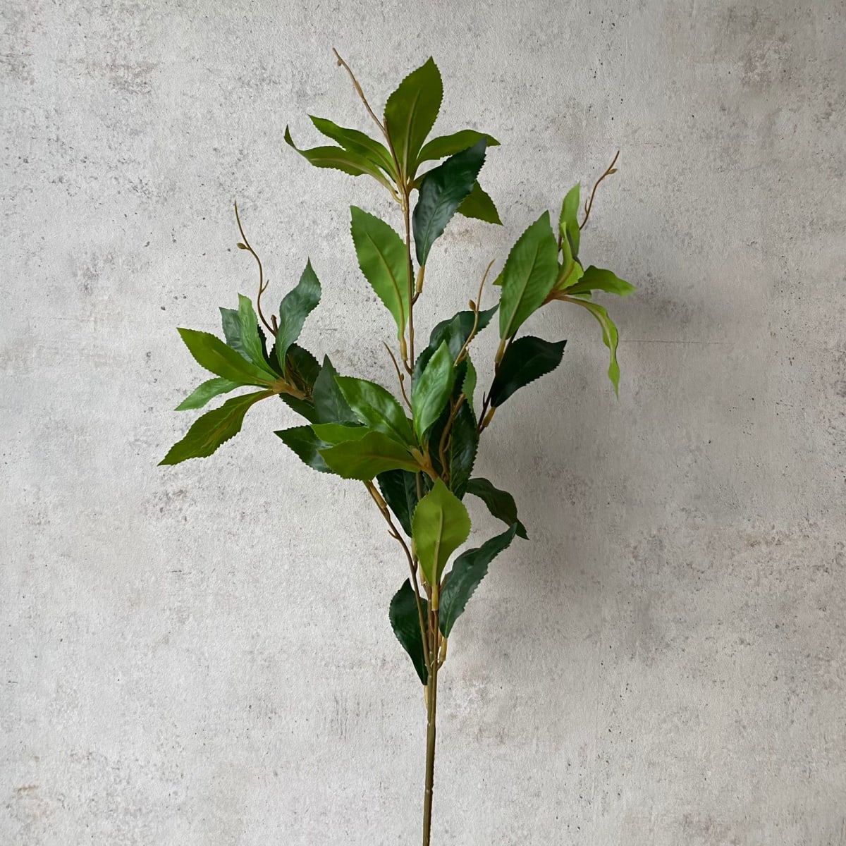 Rama Ficus S