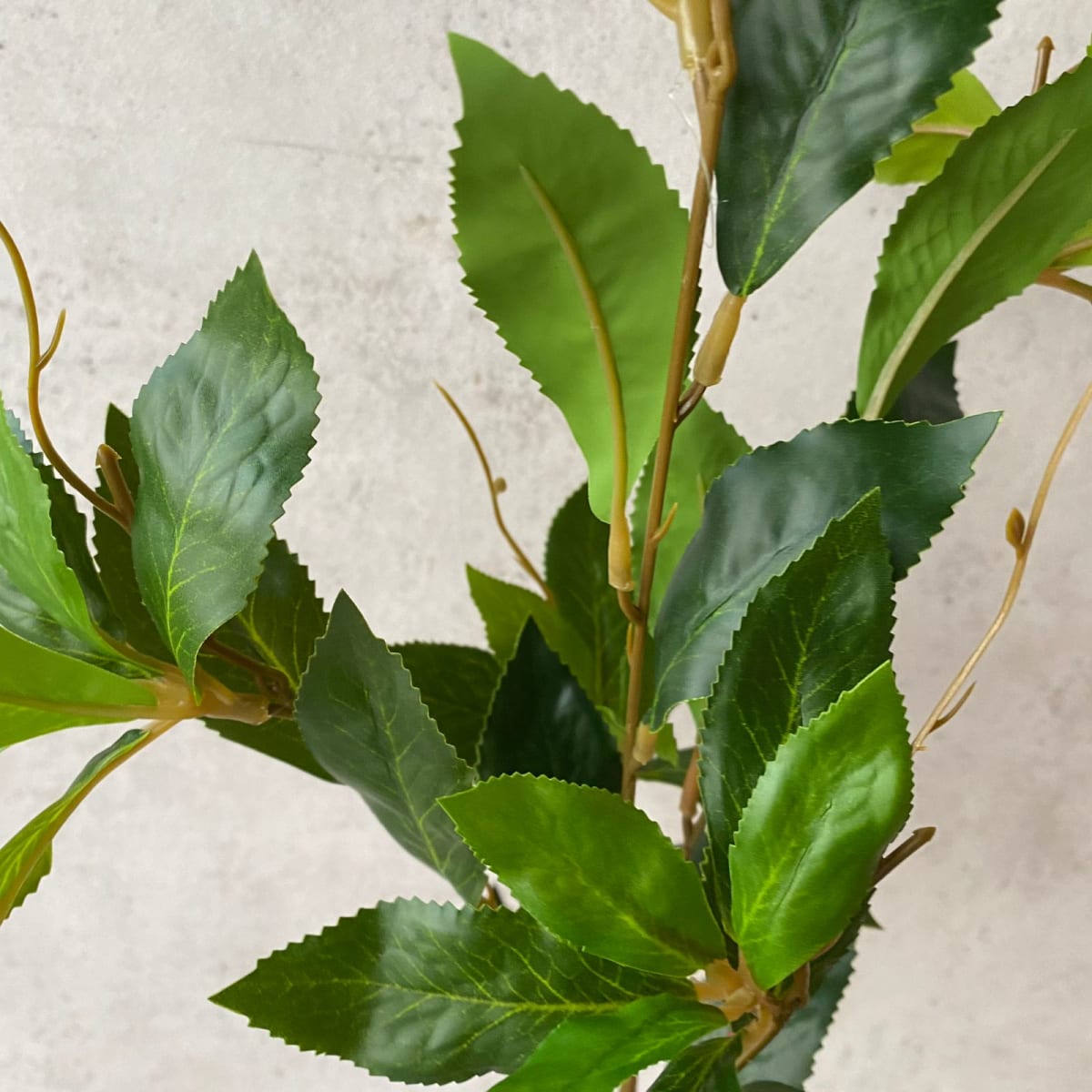 Rama Ficus S