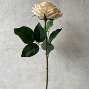 Rosa -SA1036-1G