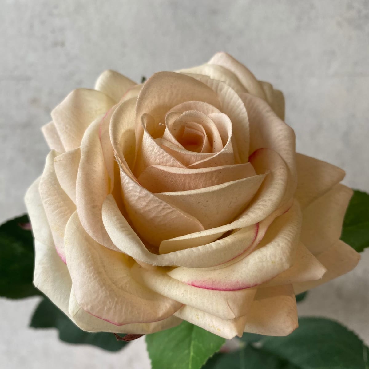 Rosa -SA1036-1G