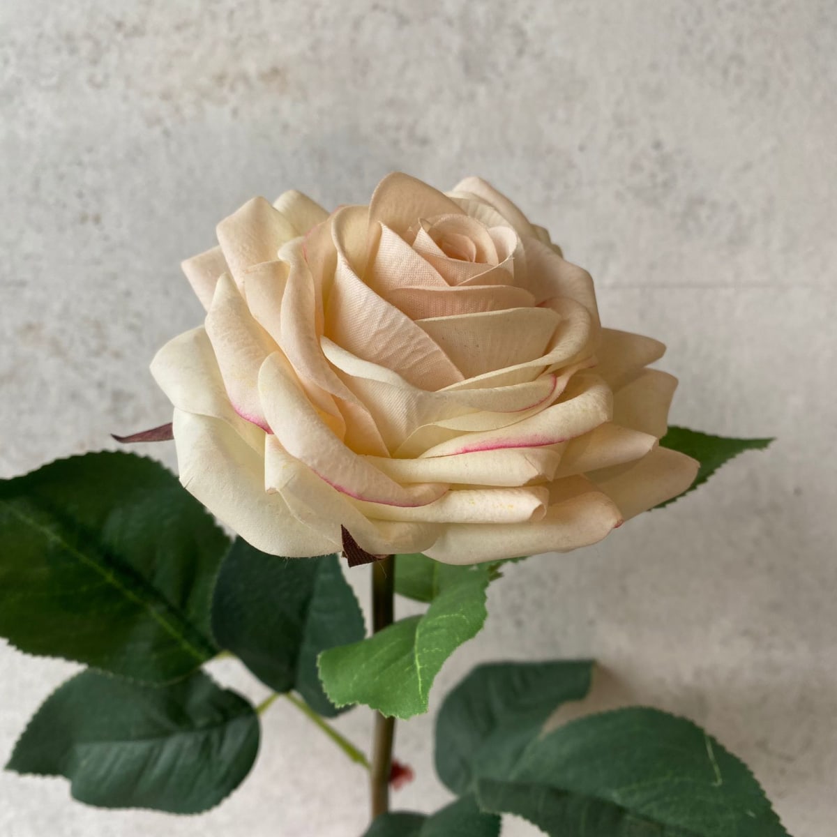 Rosa -SA1036-1G