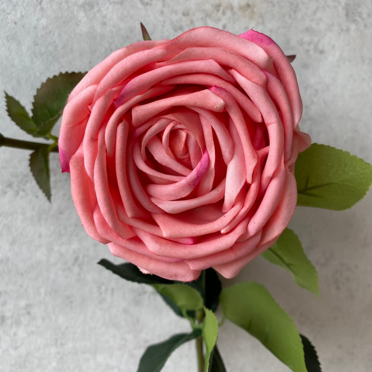 Rosa - SA347-1