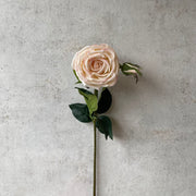 Rosa - SA347-2