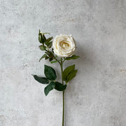 Rosa - SA347-4