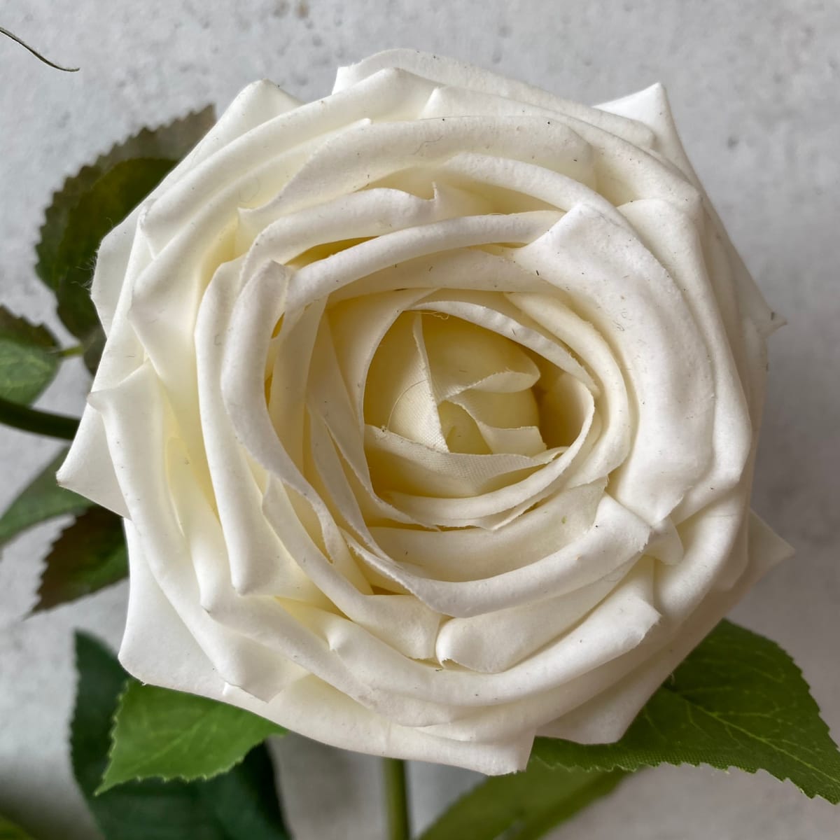 Rosa - SA347-4