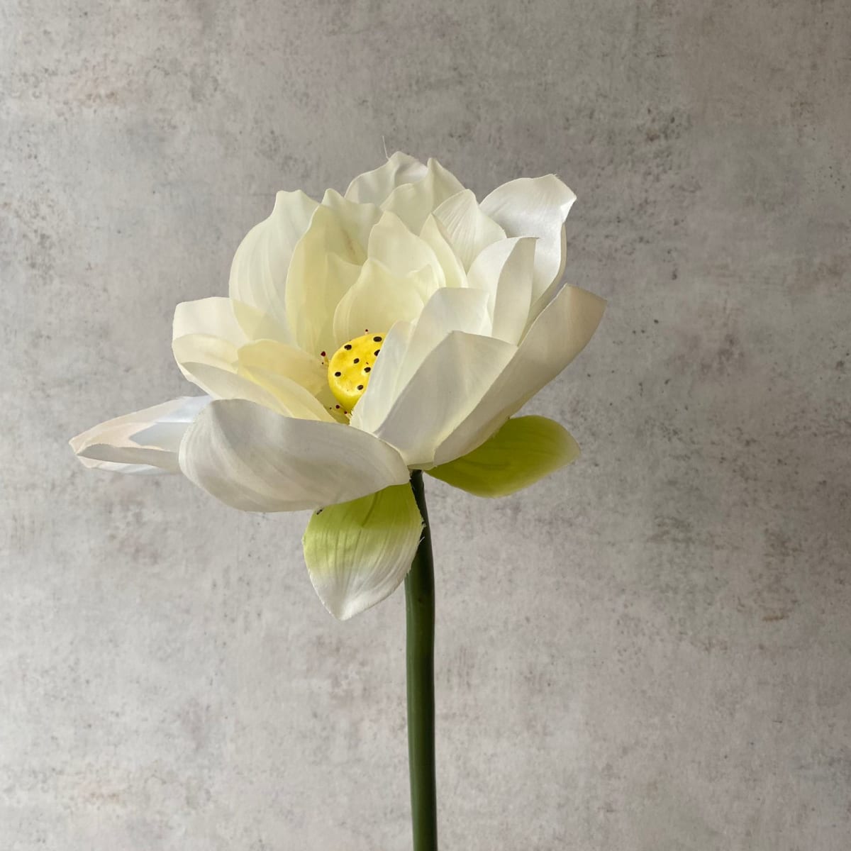 Flor Blanca L