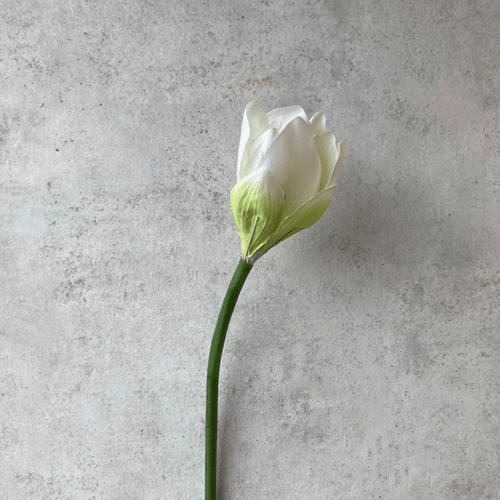 Flor Blanca M